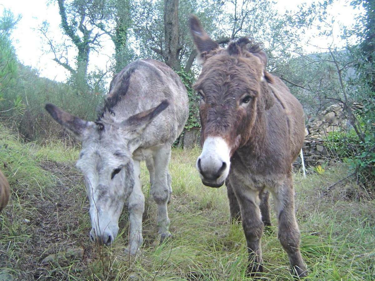 Ecovillaggio Torri Superiore Eksteriør bilde